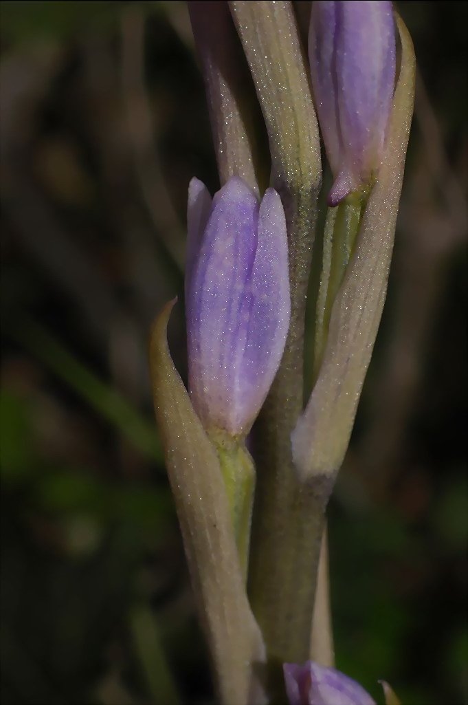 Limodorum trabutianum